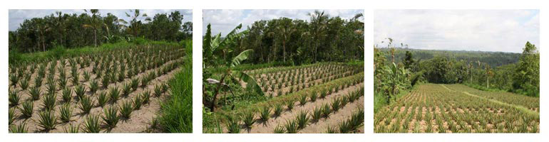 Aloe vera plants neatly planted in rows on a Bali plantation with mountains in the background