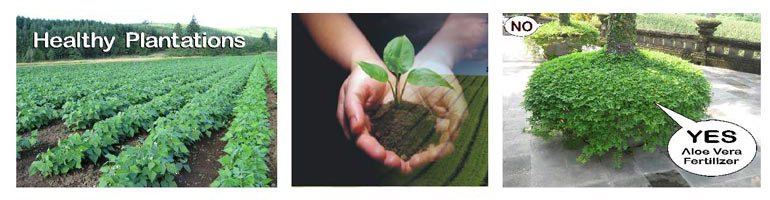 Bali farmer using Aloe Vera Fertilizer for organic farming