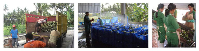 Factory workers packing processed aloe vera products for distribution