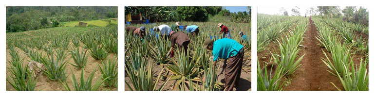 Farmer applying Aloe Vera Fertilizer to rice fields in Bali